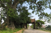 Con đường về Tết