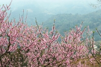 Ngỡ ngàng sắc hoa phương Bắc